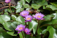 Nymphaea nouchali var. cyanea